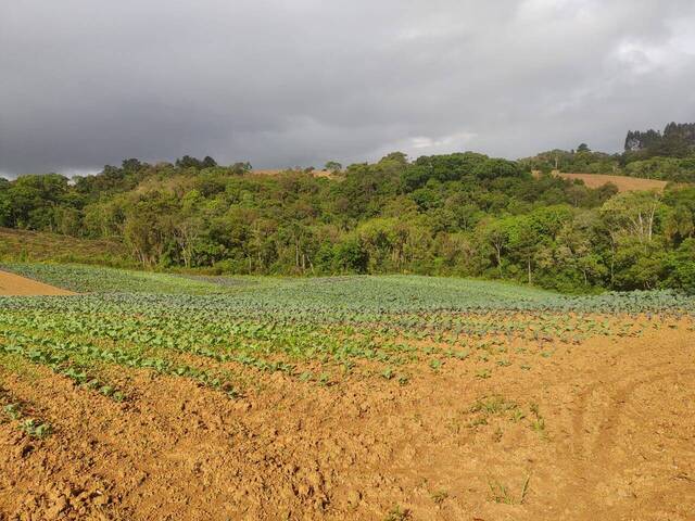 #148 - Chácara para Venda em Tijucas do Sul - PR