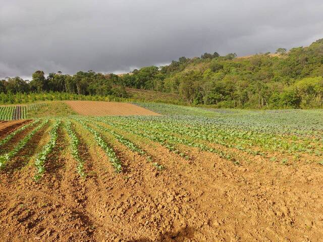 #148 - Chácara para Venda em Tijucas do Sul - PR