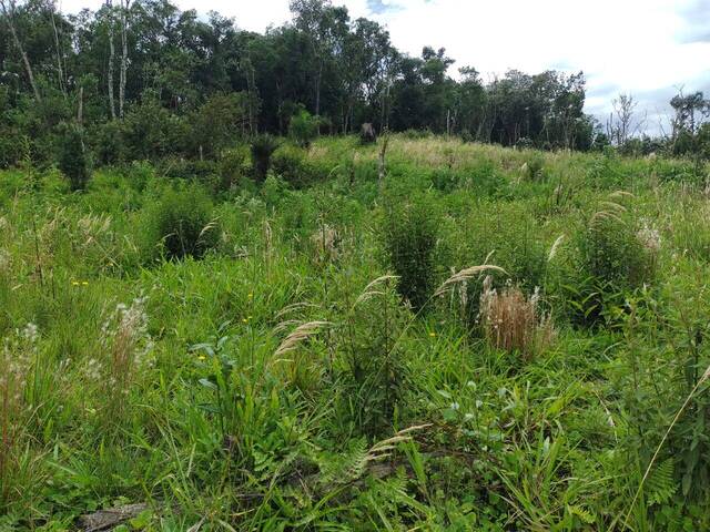 #178 - Área para Venda em Tijucas do Sul - PR